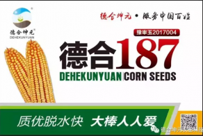 2017年德合坤元玉米新品种观摩会圆满成功